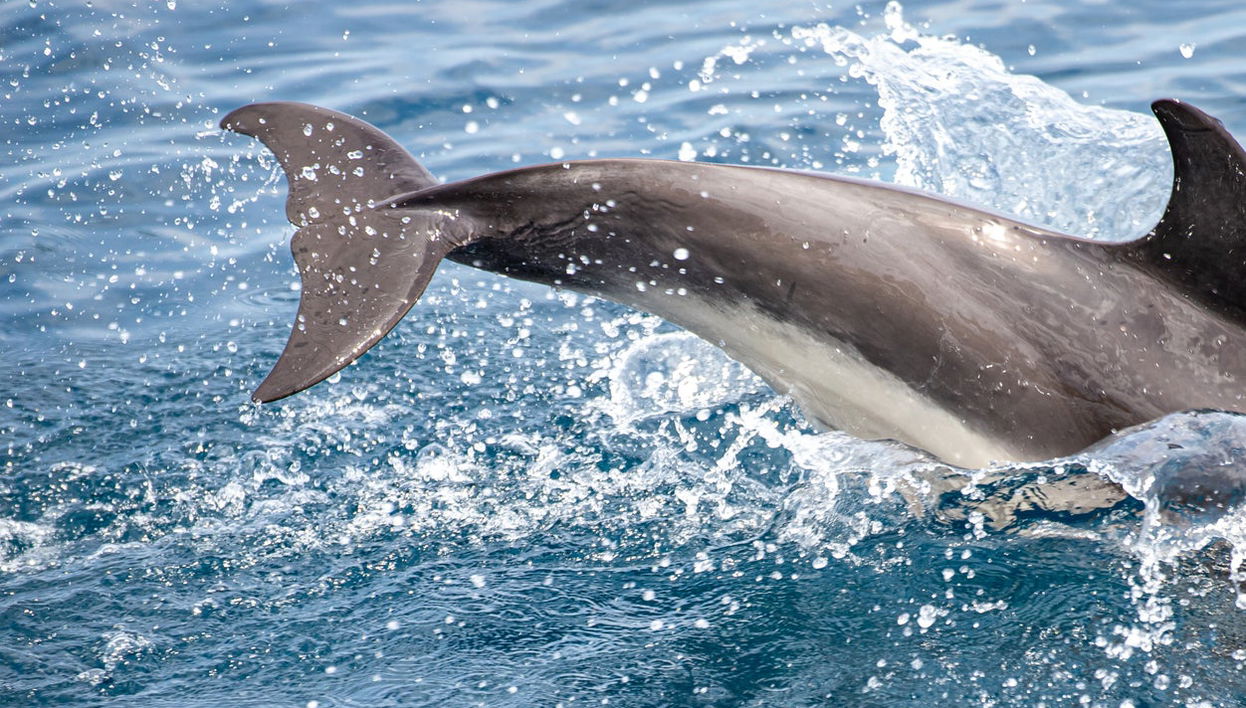 Giardini Naxos Dolphin Watching - Foto 1