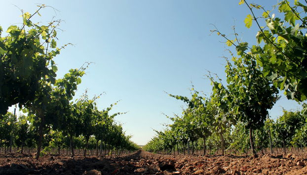 Vignobles de Valladolid
