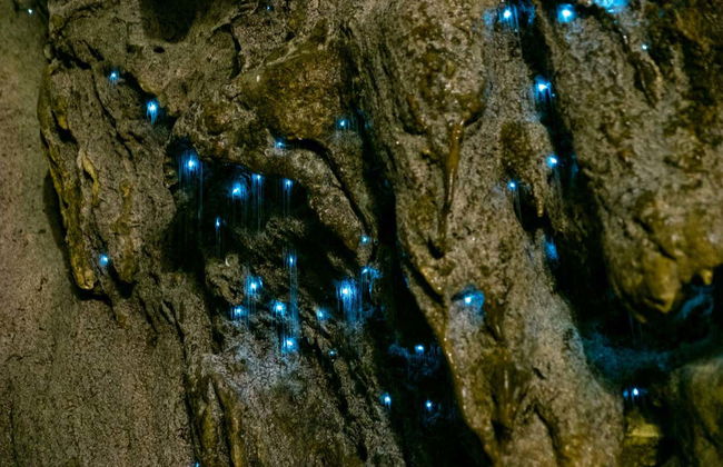 Glow Worm Caves Day Trip from Brisbane - Photo 1