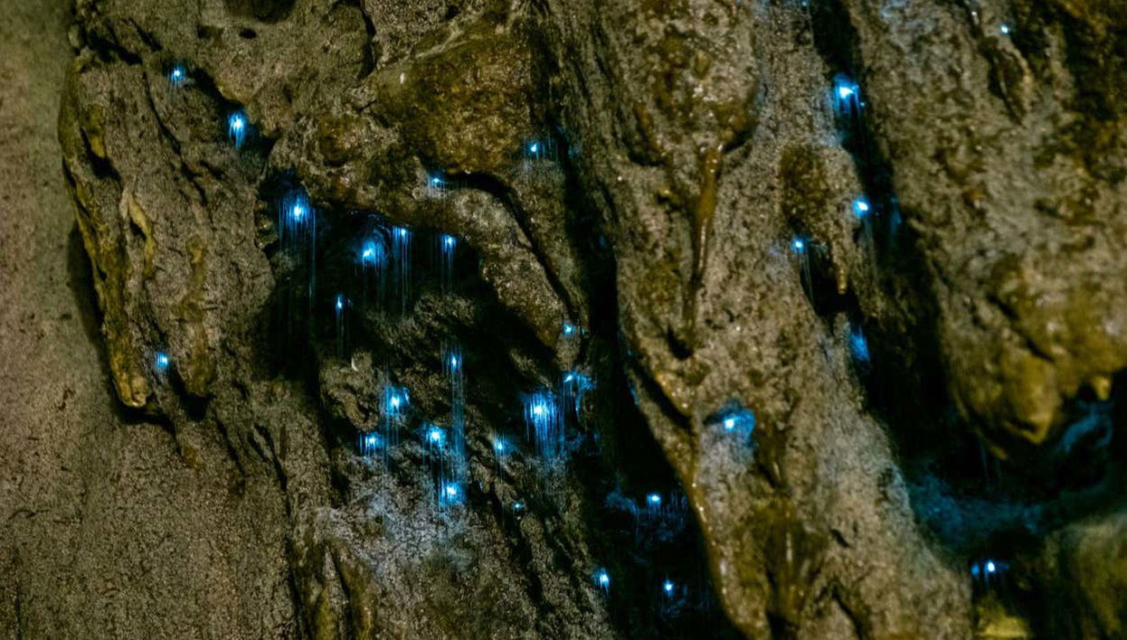 Glow Worm Caves Day Trip from Brisbane - Photo 1