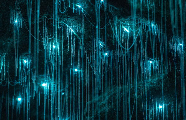 Excursión a las cuevas Glow Worm de la montaña Tamborine - Foto 5