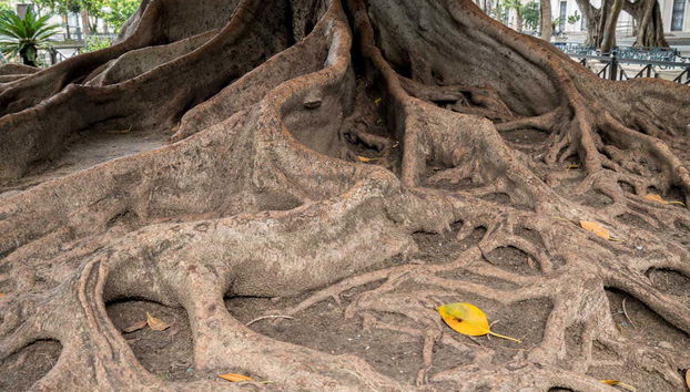 Free tour de La Pepa - Photo 5