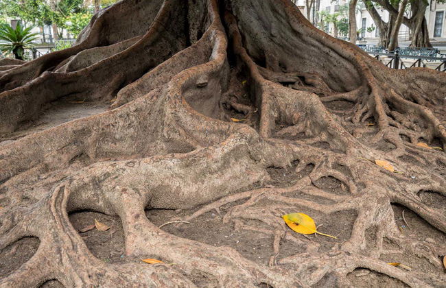 Free tour de La Pepa - Foto 5