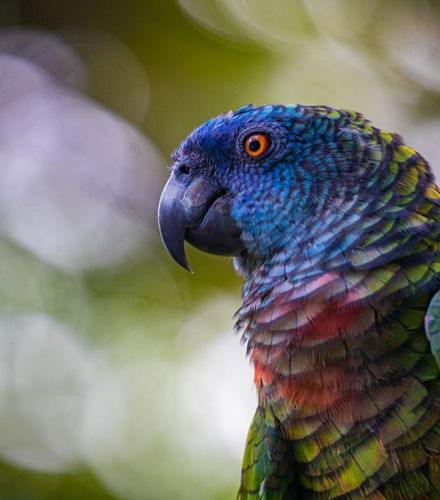 Foto de Avistamiento de aves en Rainforest Santa Lucía