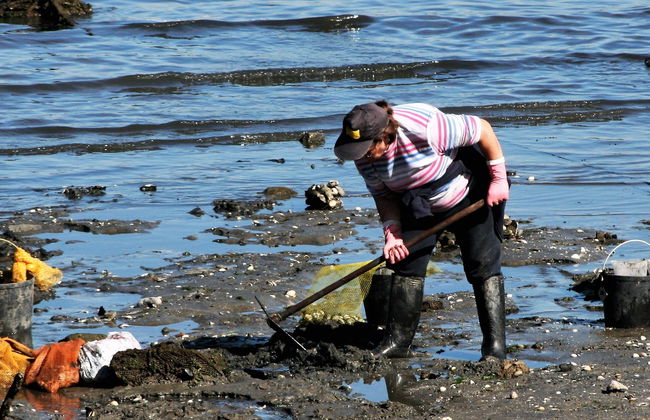 Free tour das marisqueiras de Vilagarcía de Arousa - Foto 4