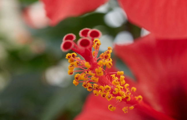 Visita guiada por Almuñécar y su castillo - Photo 6