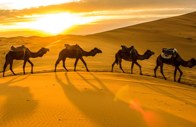 Paseo privado en camello por el desierto de Thar - Foto 3