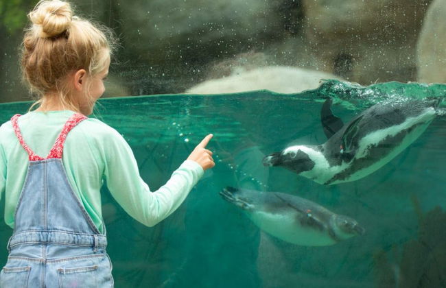 Billet pour le Zoo de San Diego - Photo 4
