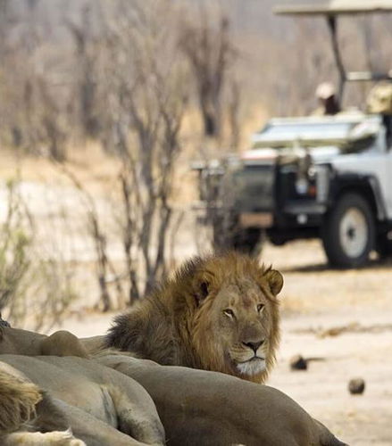 Foto - Un&apos;esperienza di safari fotografico nello Zambezi National Park