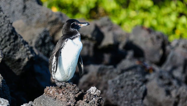 5-Day West Galapagos Islands Cruise - Foto 4