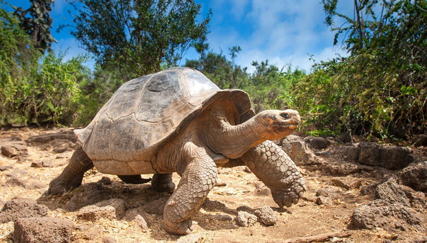 5-Day West Galapagos Islands Cruise - Foto 2