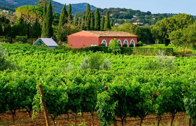 Private Saint-Tropéz Wineries Tour + Tasting - Photo 1