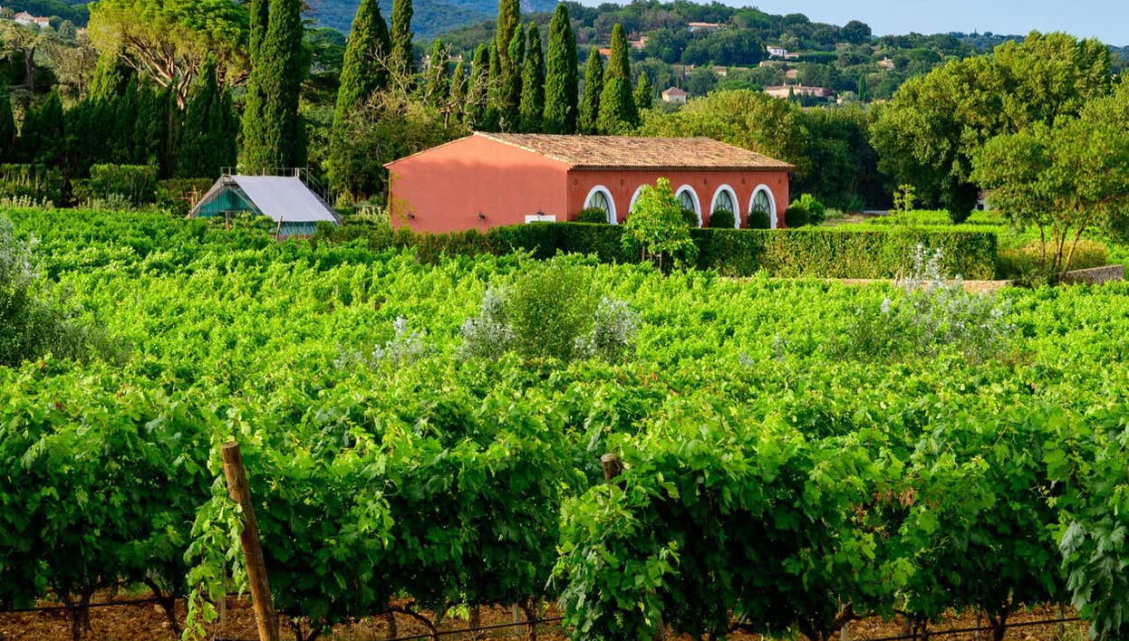 Private Saint-Tropéz Wineries Tour + Tasting - Photo 1