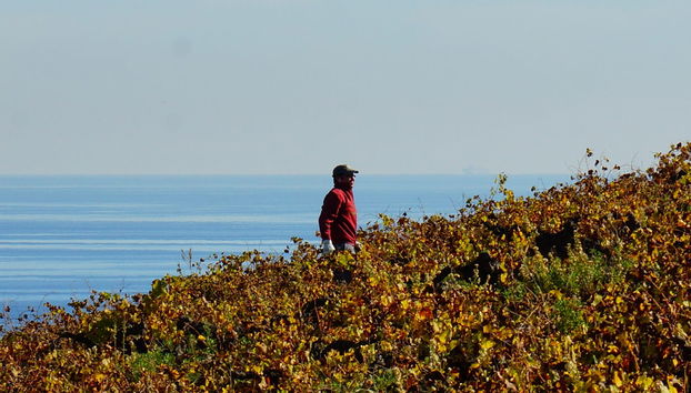 Tour del vino a Manilva - Foto 2
