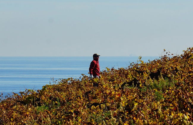 Tour del vino a Manilva - Foto 2