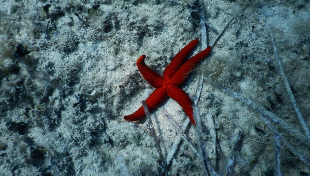 Snorkeling in Hvar, Brač or Makarska - Foto 4