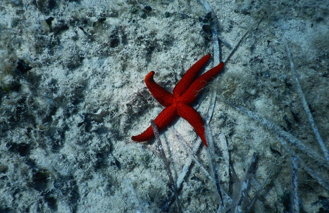 Snorkel en Hvar, Brač ou Makarska - Foto 4