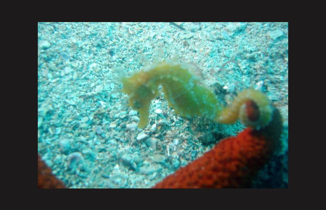Snorkel en Hvar, Brač o Makarska - Foto 4