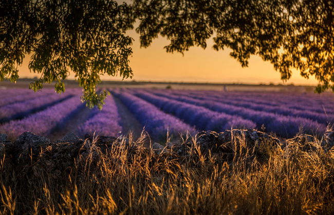 Tour por los campos de lavanda de Brihuega + Destilería - Foto 3