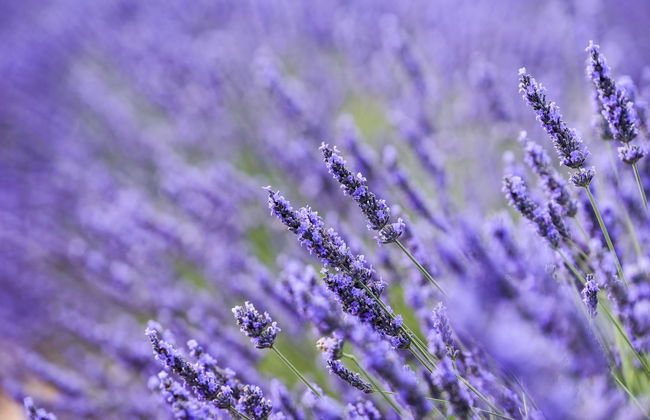 Tour por los campos de lavanda de Brihuega + Destilería - Foto 2