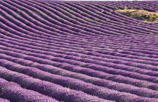 Tour por los campos de lavanda de Brihuega + Destilería - Foto 6