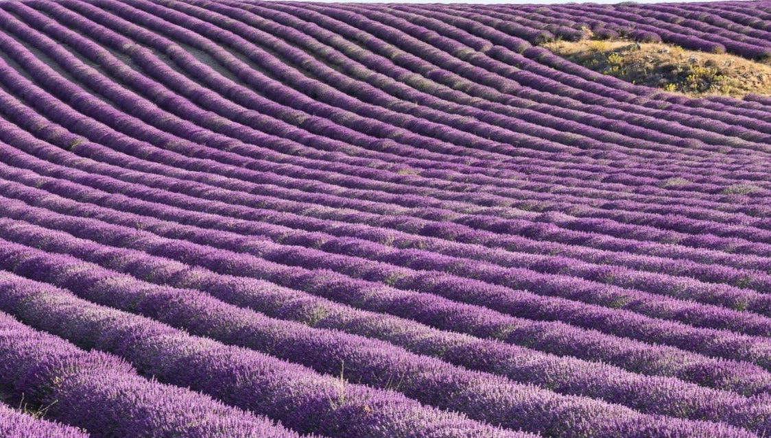 Tour pelos campos de lavanda de Brihuega + Destilaria