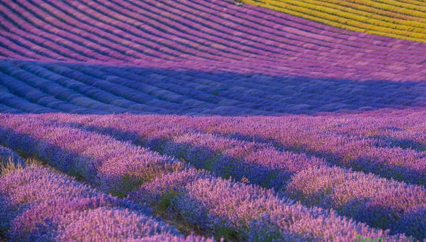 Campos de lavanda de Brihuega