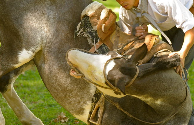 Experiencia gaucha en San Antonio de Areco - Foto 7