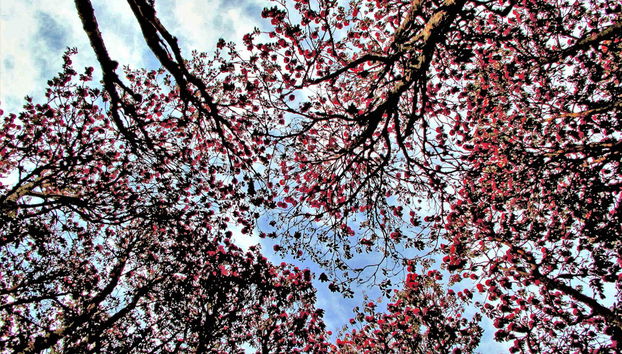 Trekking di tre giorni a Poon Hill e Ghorepani - Foto 4