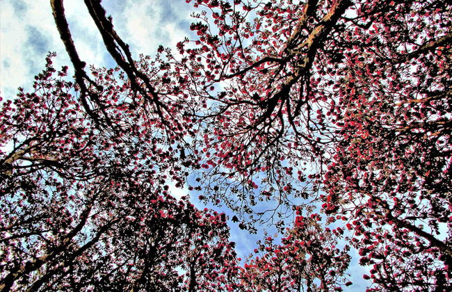 Poon Hill & Ghorepani 3-Day Hike - Photo 4