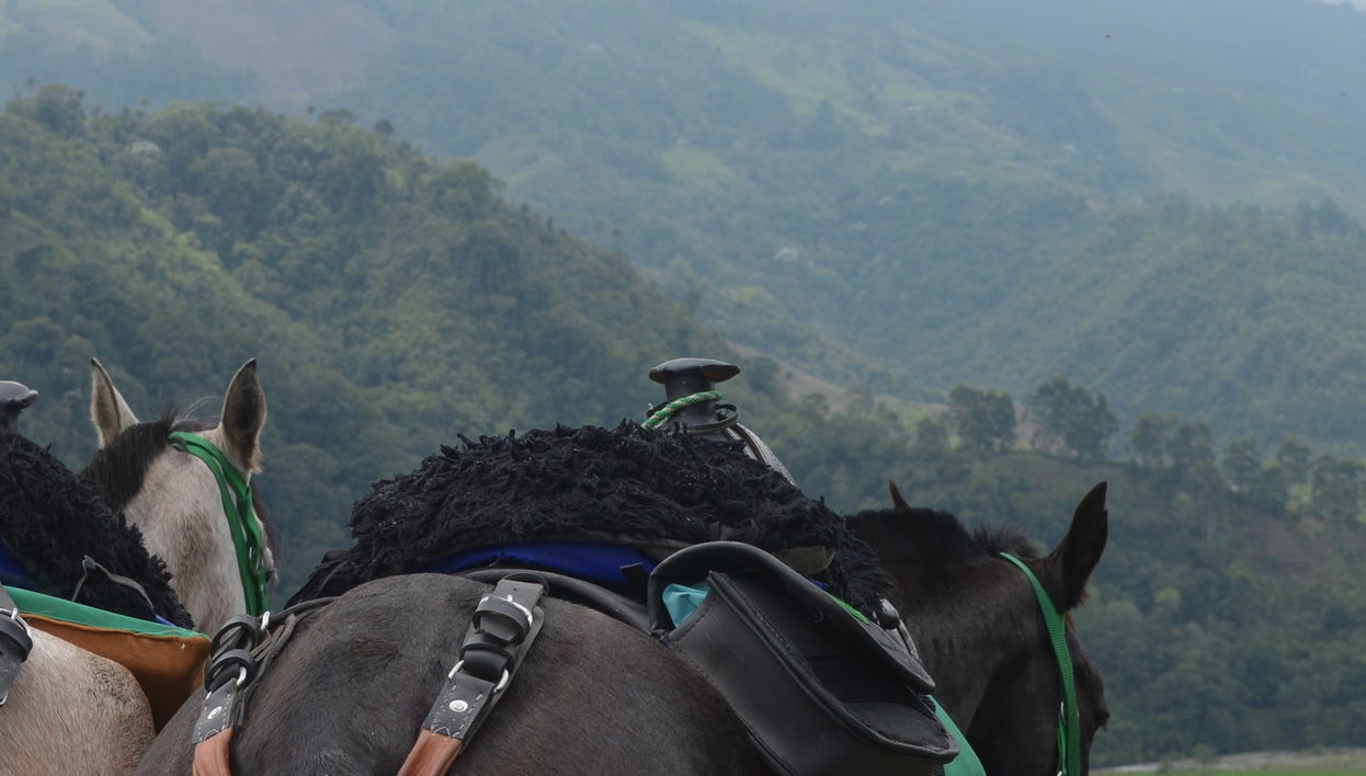 Balade à cheval à Salento