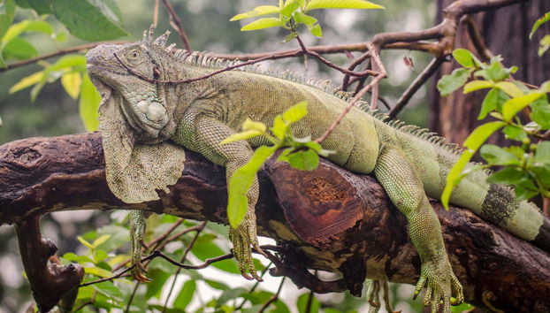 Cerro Blanco Forest Day Trip - Foto 3