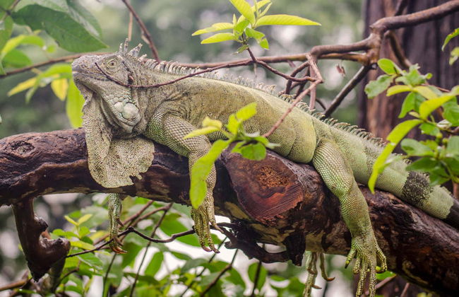 Cerro Blanco Forest Day Trip - Foto 3