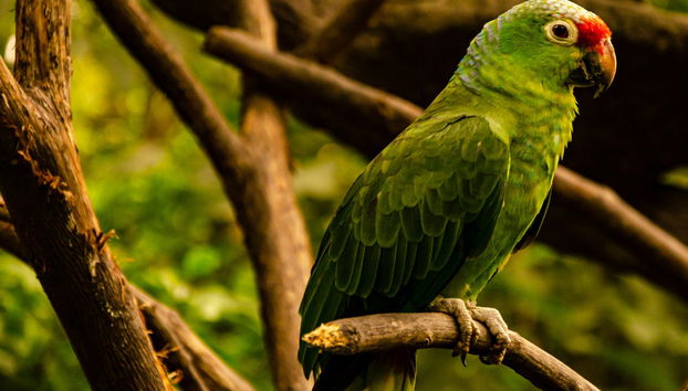 Cerro Blanco Forest Day Trip - Foto 4