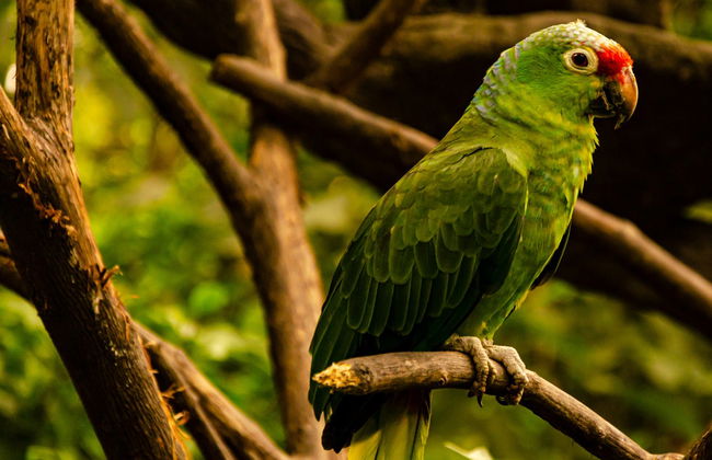 Cerro Blanco Forest Day Trip - Foto 4