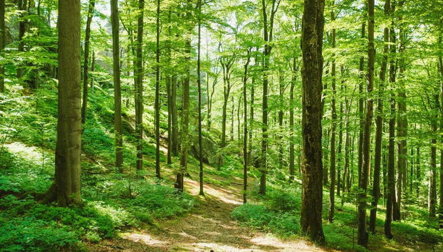 Cerro Blanco Forest Day Trip - Foto 2