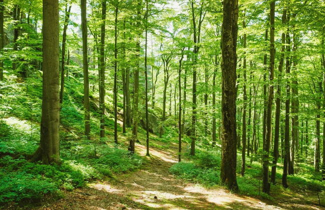 Cerro Blanco Forest Day Trip - Foto 2