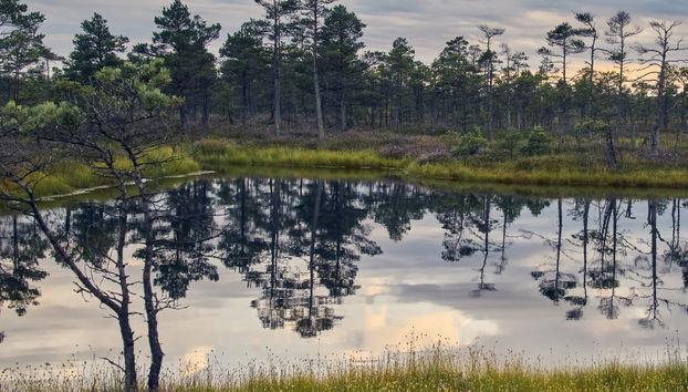 Excursión al Parque Nacional de Kemeri y Jürmala - Foto 3
