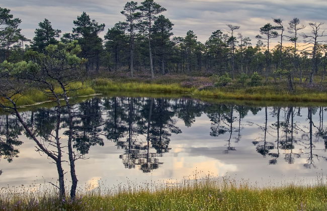 Kemeri National Park + Jürmala Day Trip - Photo 3