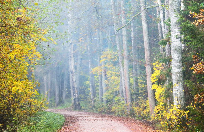 Kemeri National Park + Jürmala Day Trip - Photo 4