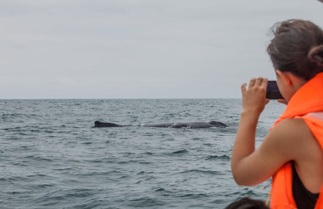 Observation des baleines dans le Parc National Machalilla - Photo 4