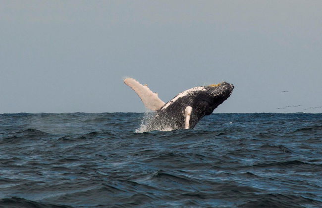 Observation des baleines dans le Parc National Machalilla - Photo 6