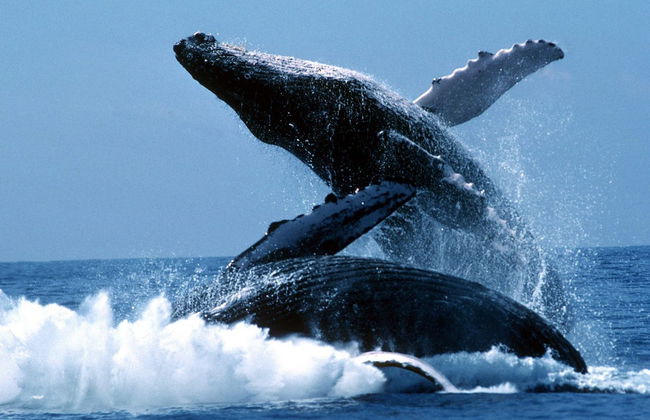 Observation des baleines dans le Parc National Machalilla - Photo 7