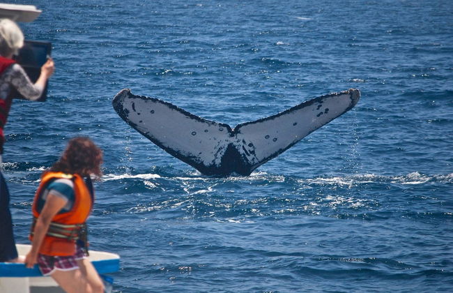 Observation des baleines dans le Parc National Machalilla - Photo 2
