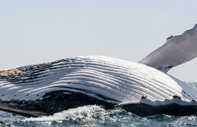 Observation des baleines dans le Parc National Machalilla - Photo 8