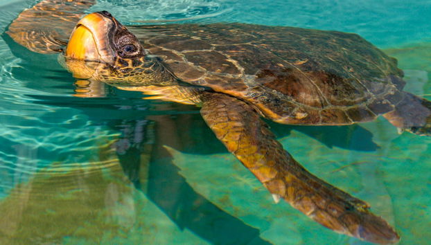 Croisière à Dalyan - Photo 5
