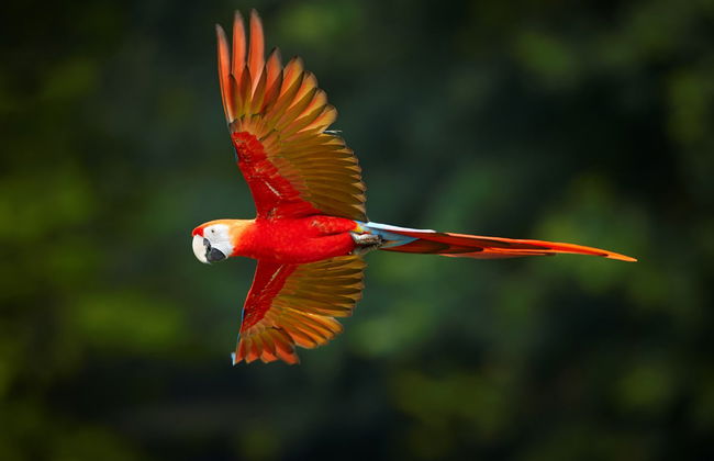 Nauta & Amazon River Source Trip - Foto 1