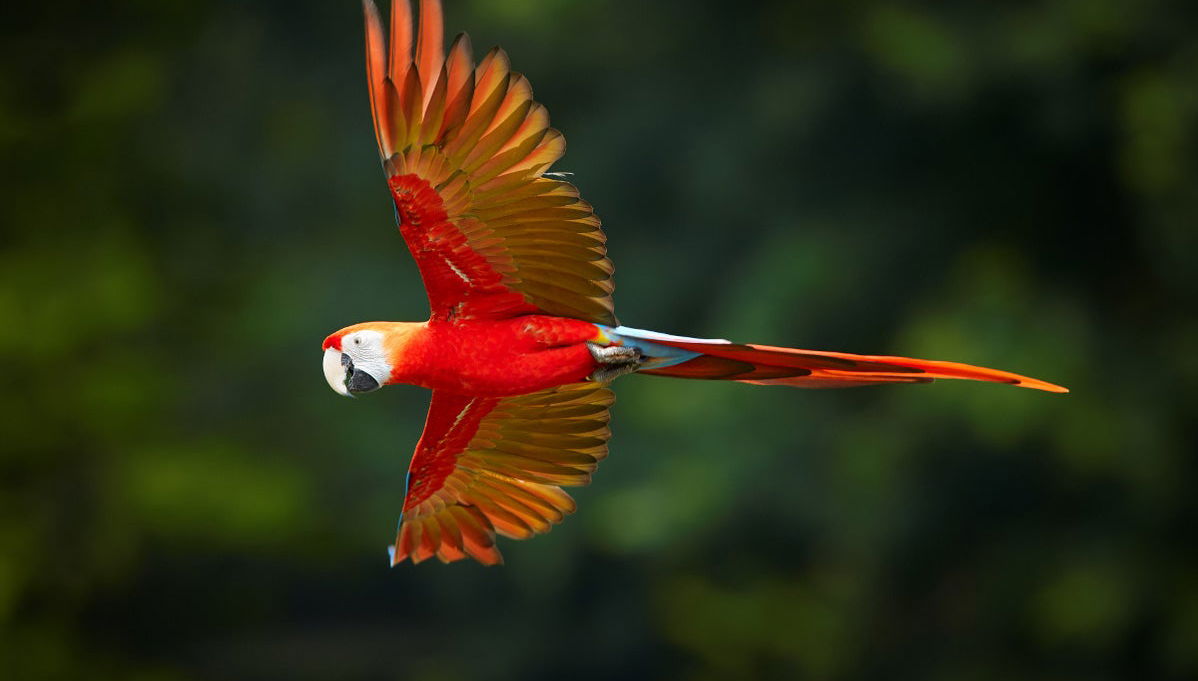 Nauta & Amazon River Source Trip - Foto 1