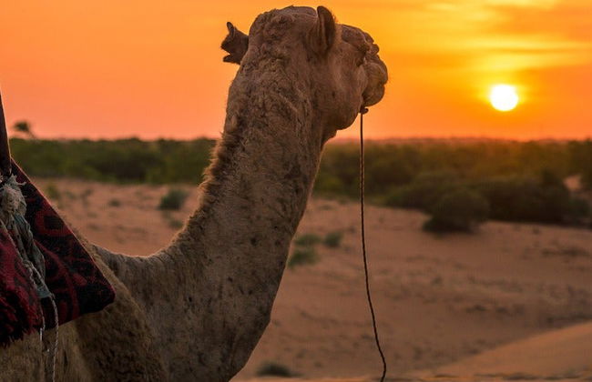 Desierto de Lompoul y deltas de los ríos Senegal y Salum en 10 días - Foto 3