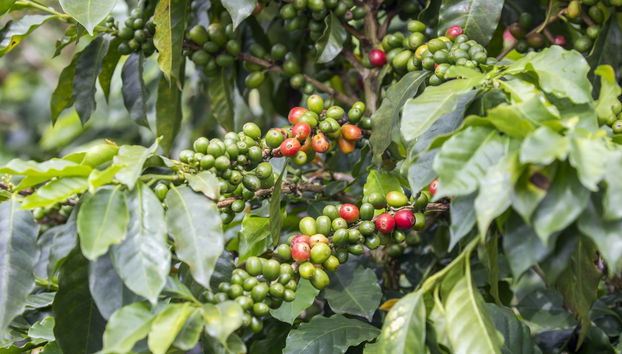 Private Tour of Pereira - Foto 5